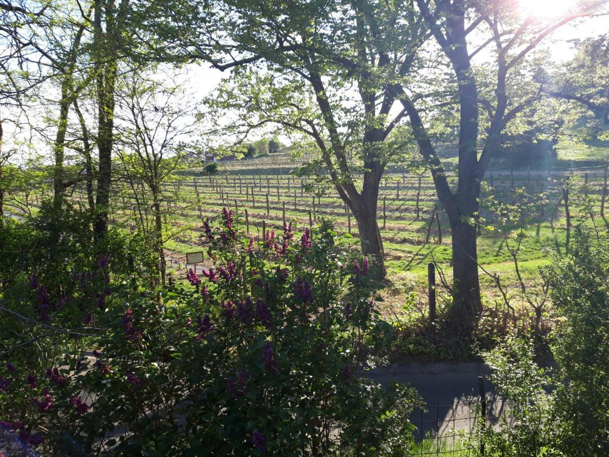 Pilikan Apartments - Park, Agroturism, Vineyard & Farm Cserszegtomaj Eksteriør bilde